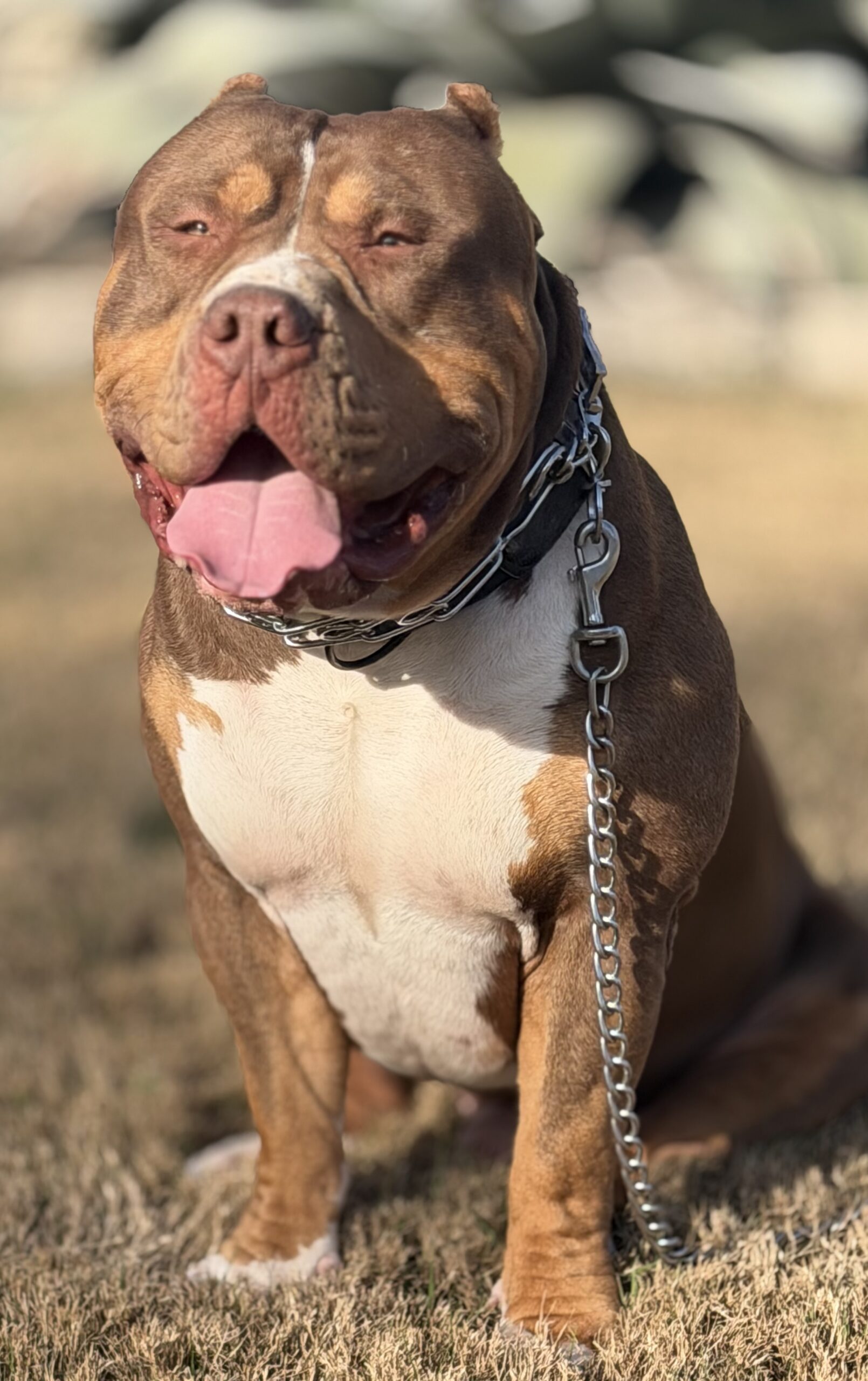 Dog Featured Image