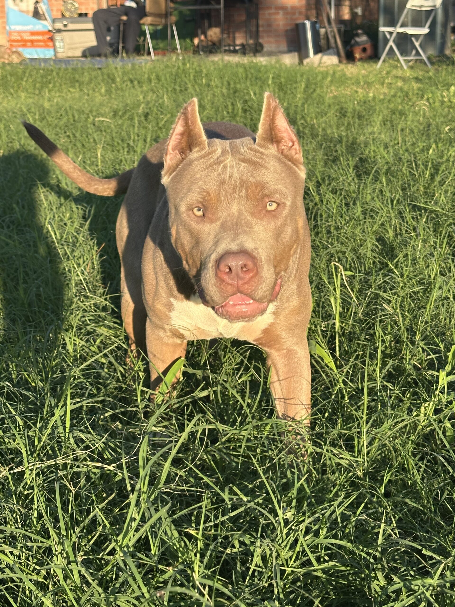 Dog Featured Image