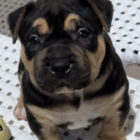 Dog Featured Image