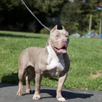 Top Dog’s Kali