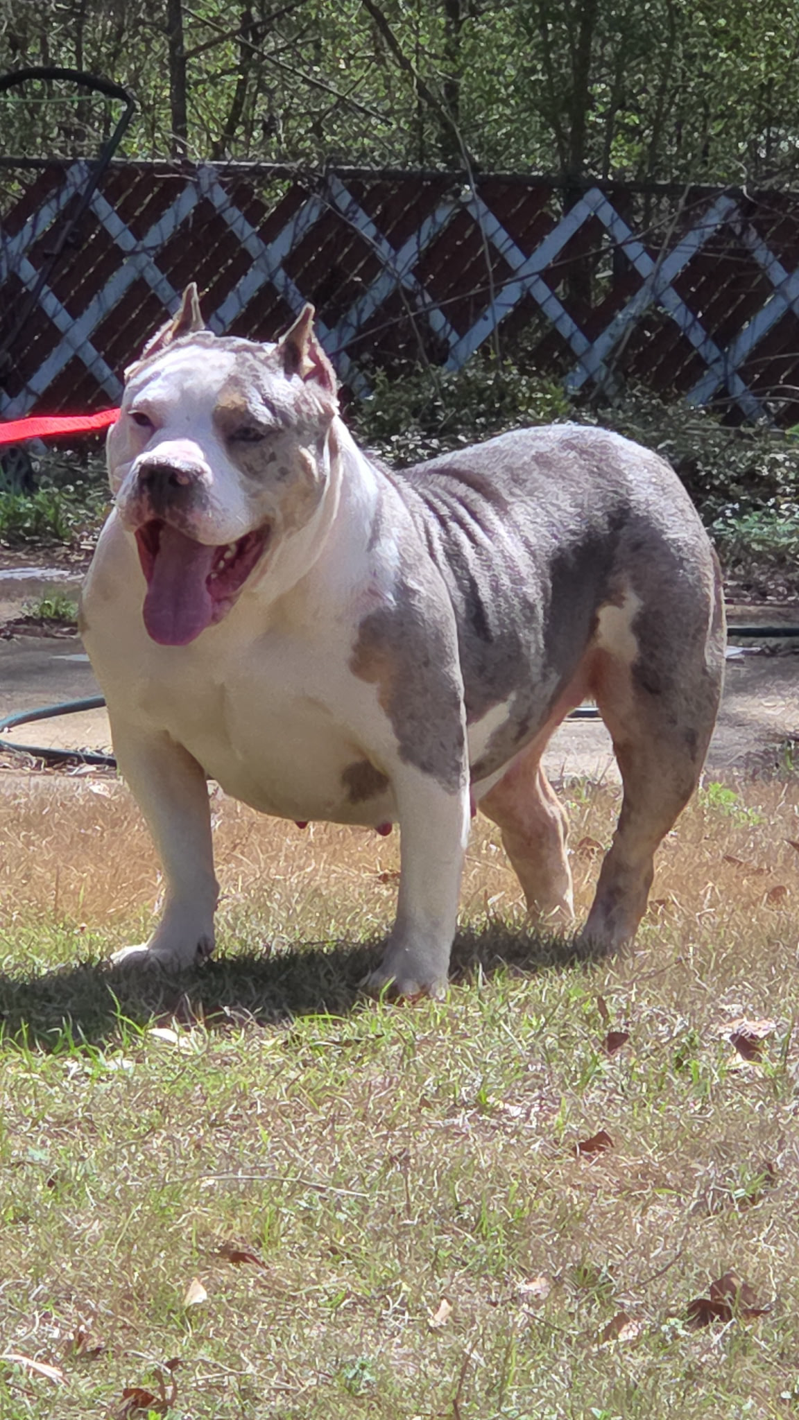 Dog Featured Image