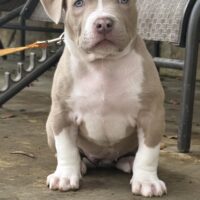 Arkansas Bullz Saje
