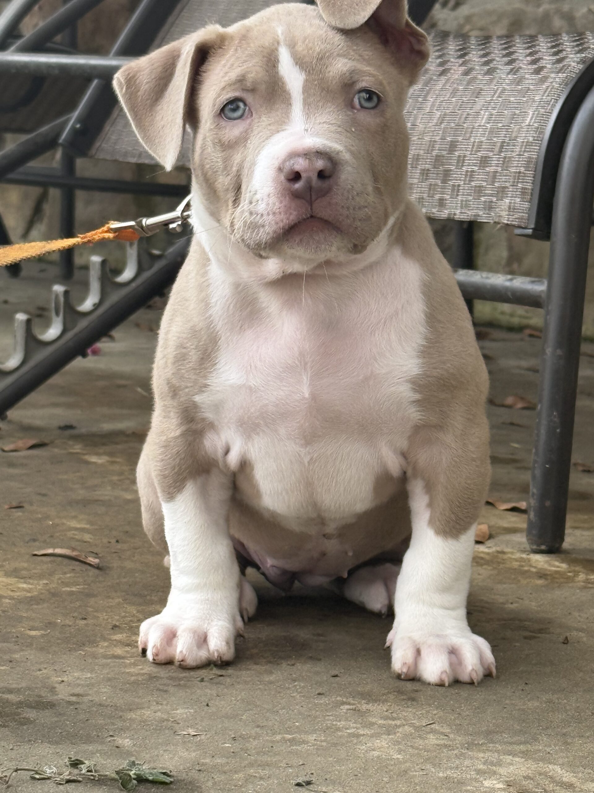 Dog Featured Image