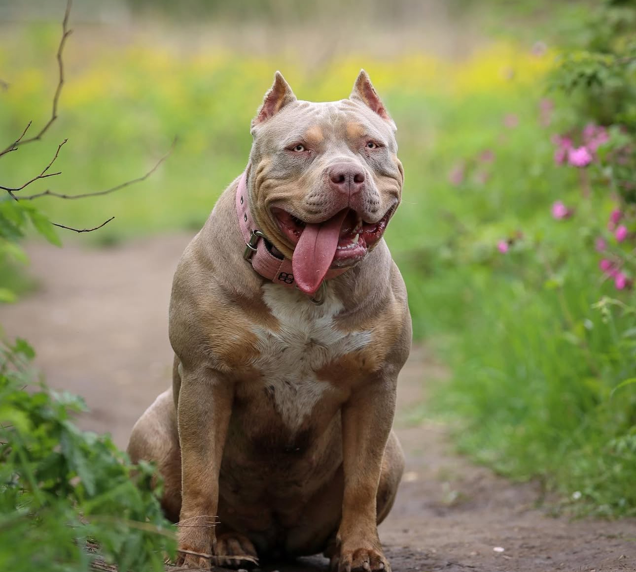 Dog Featured Image