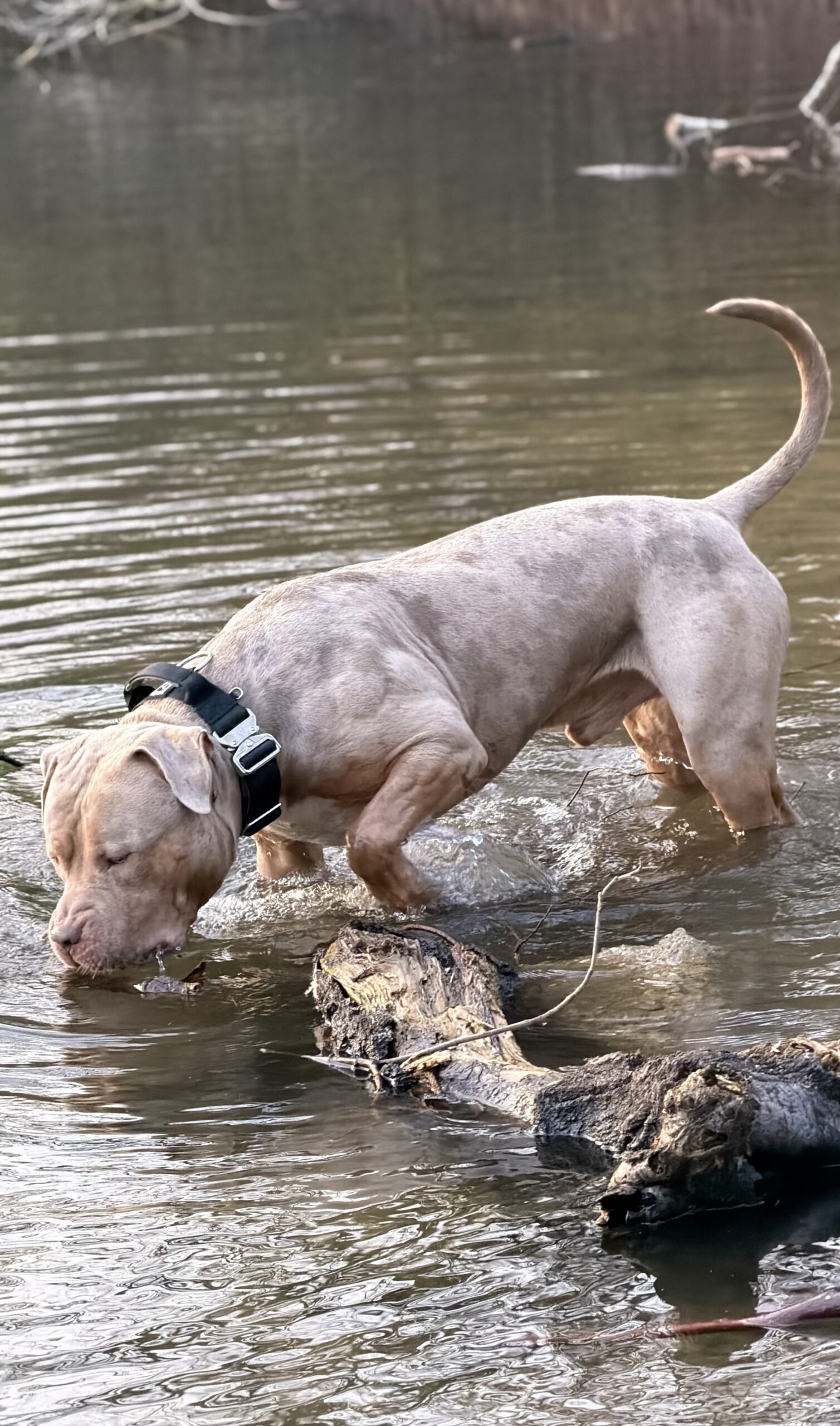 Dog Featured Image