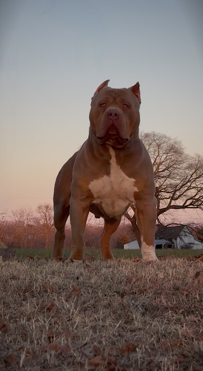 Dog Featured Image
