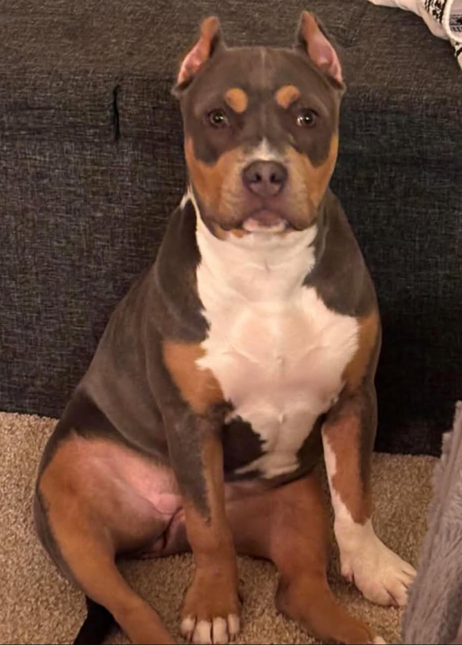 Dog Featured Image