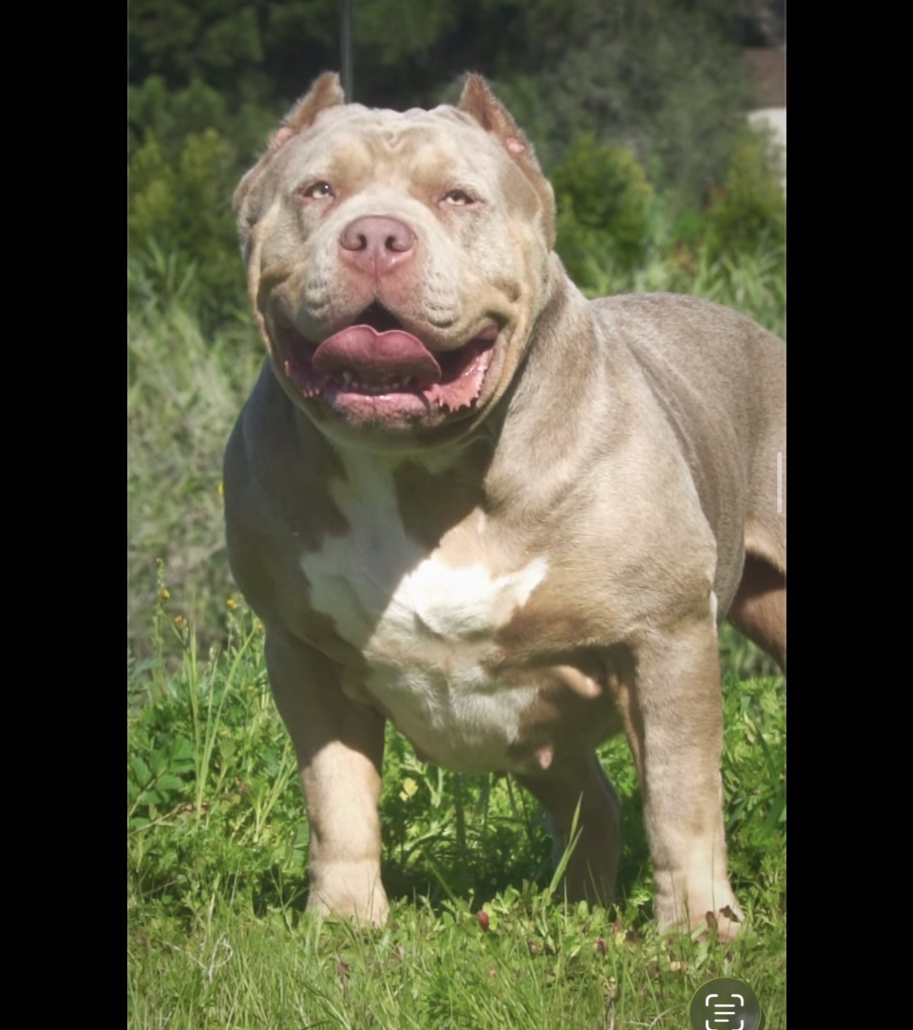 Dog Featured Image