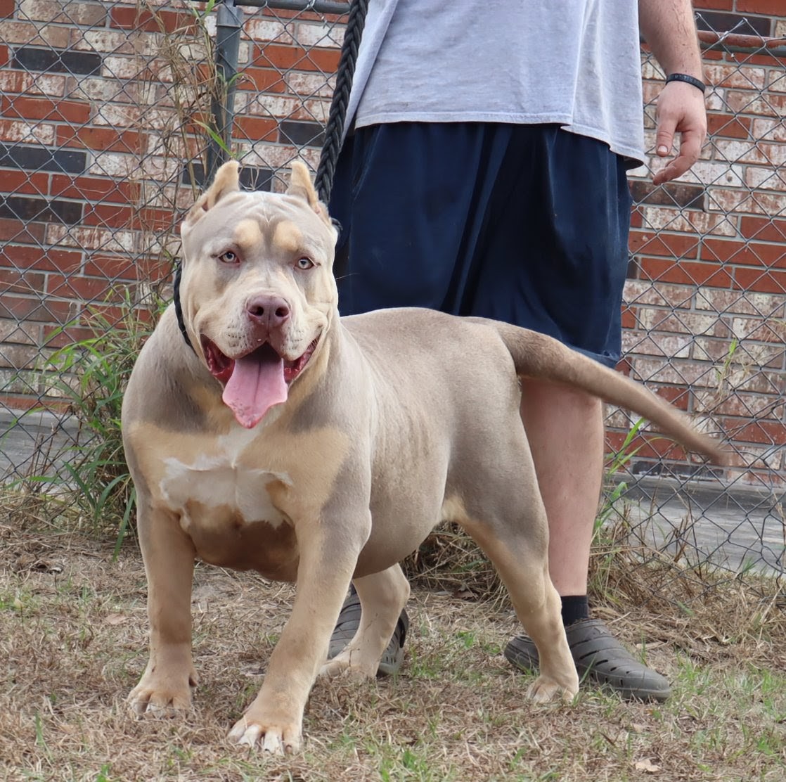 Dog Featured Image