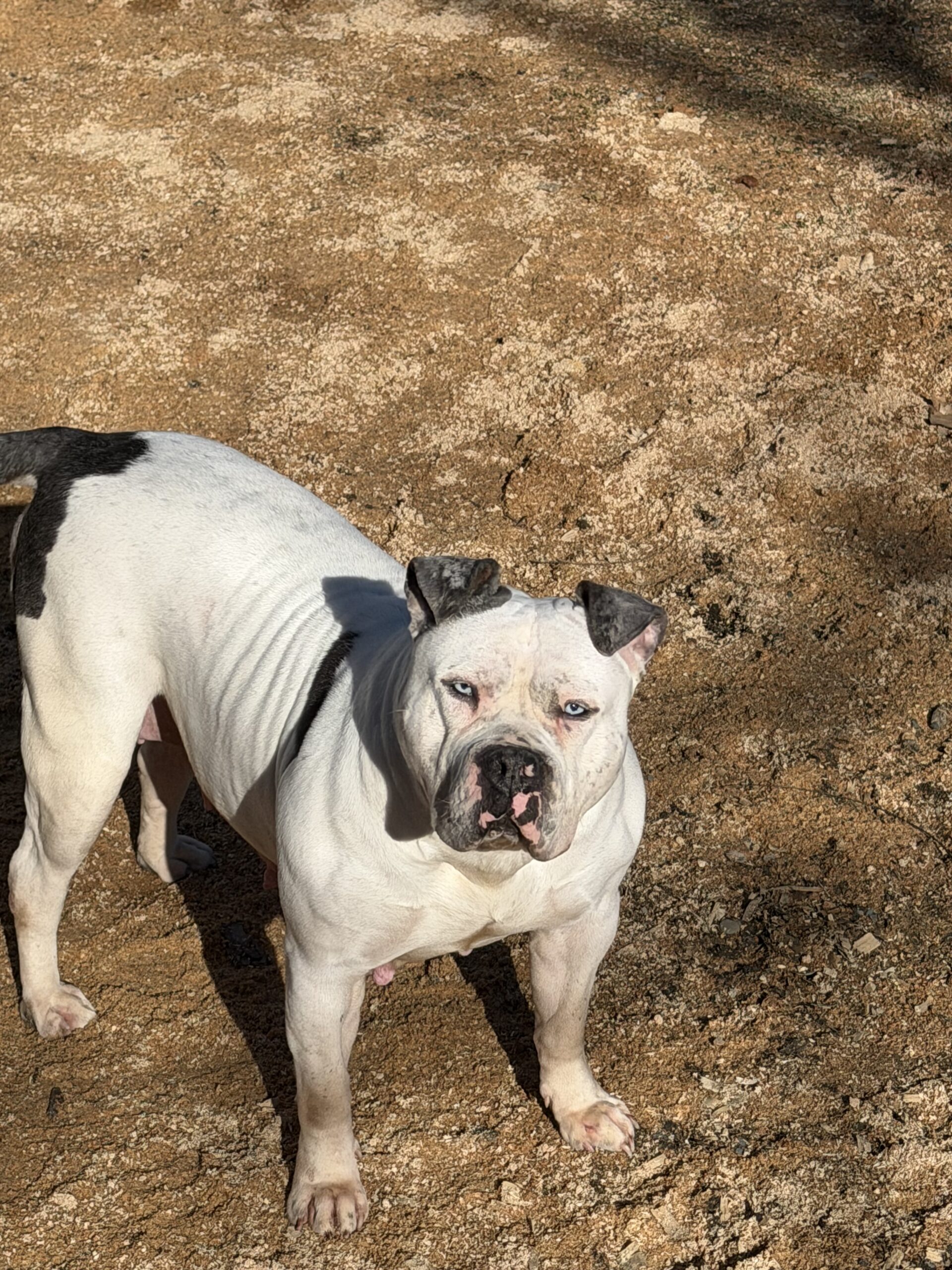 Dog Featured Image