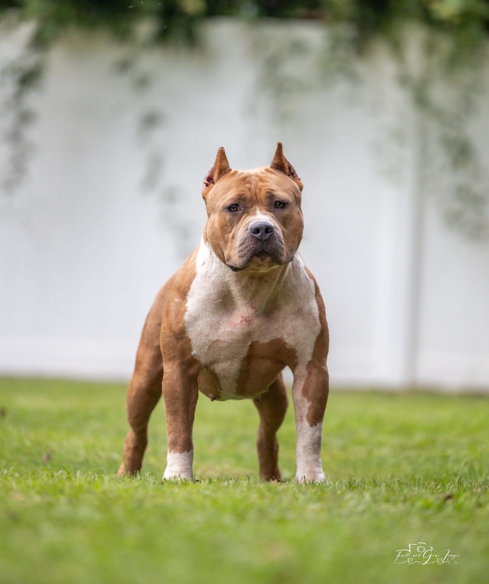 Dog Featured Image