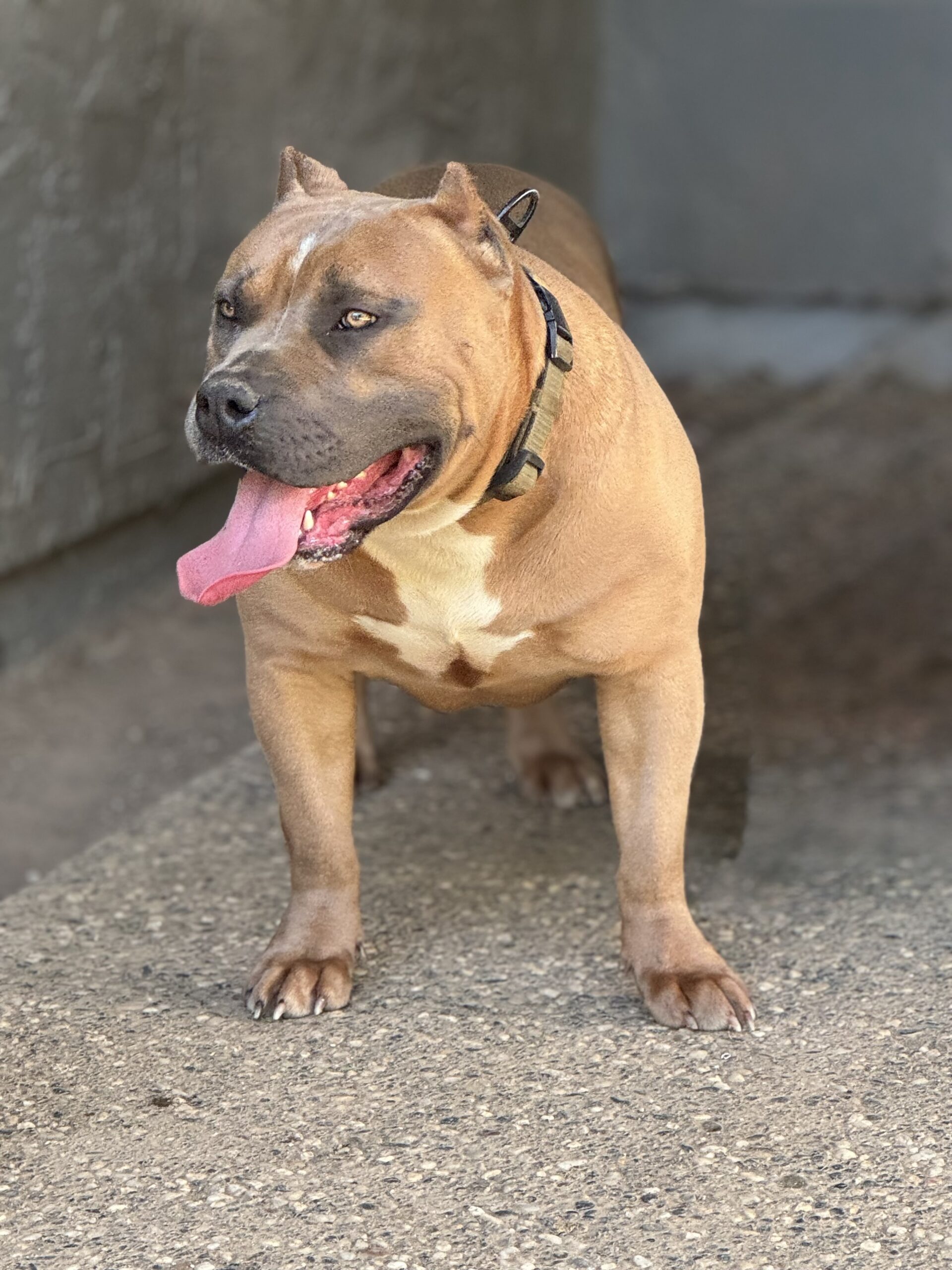 Dog Featured Image