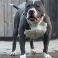 Skc’s Khabir