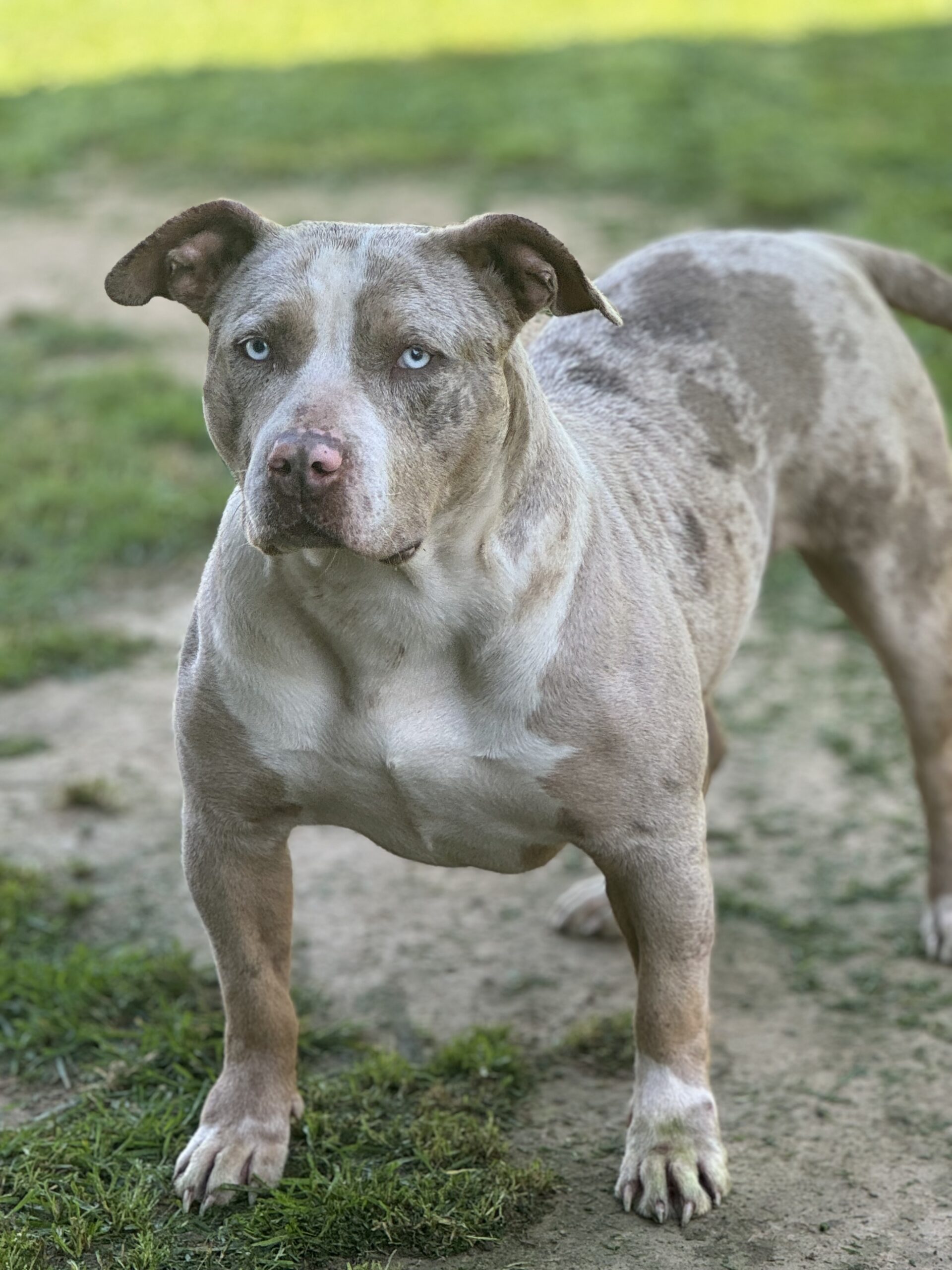 Dog Featured Image