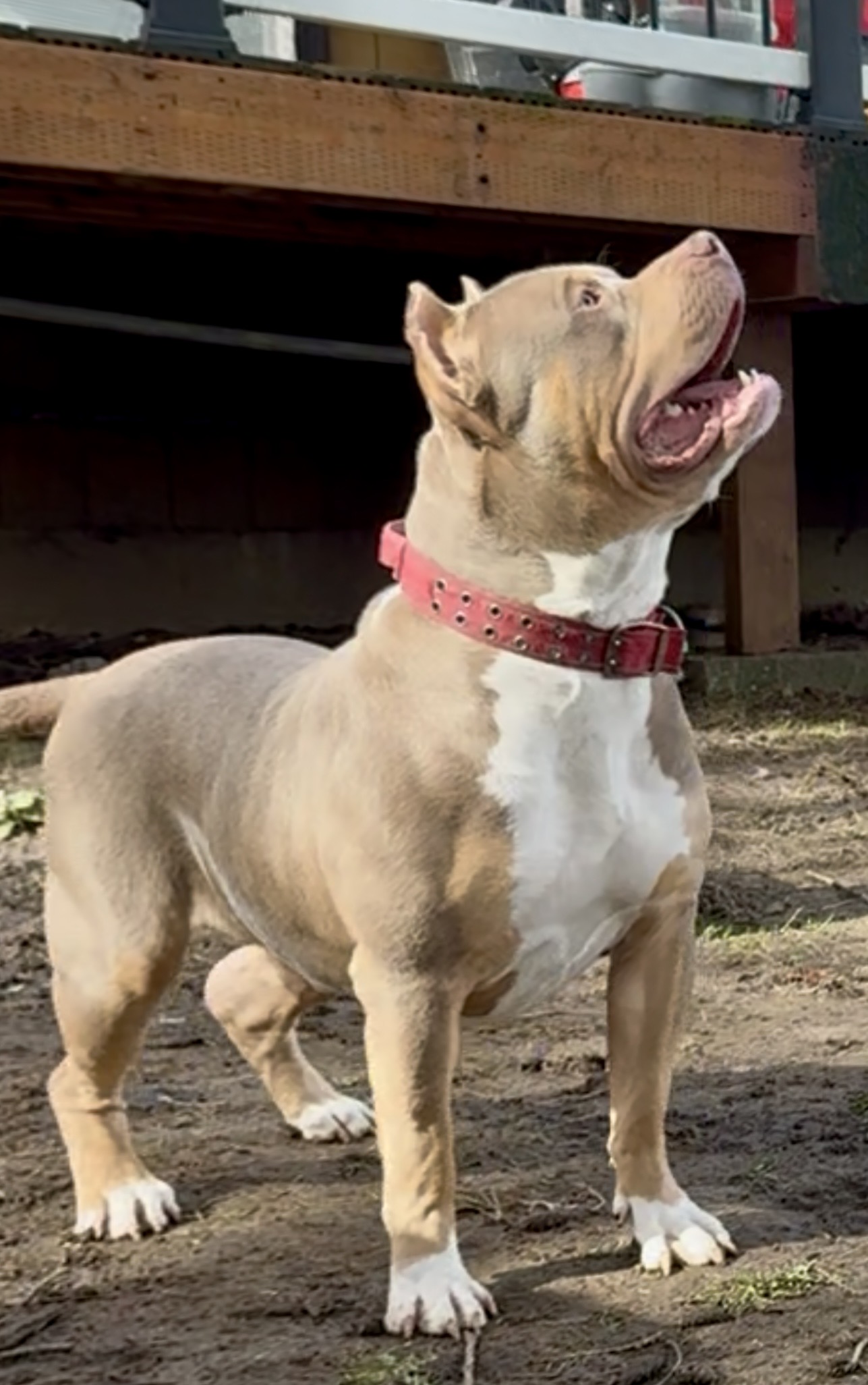 Dog Featured Image