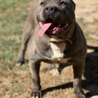 Lola Blue