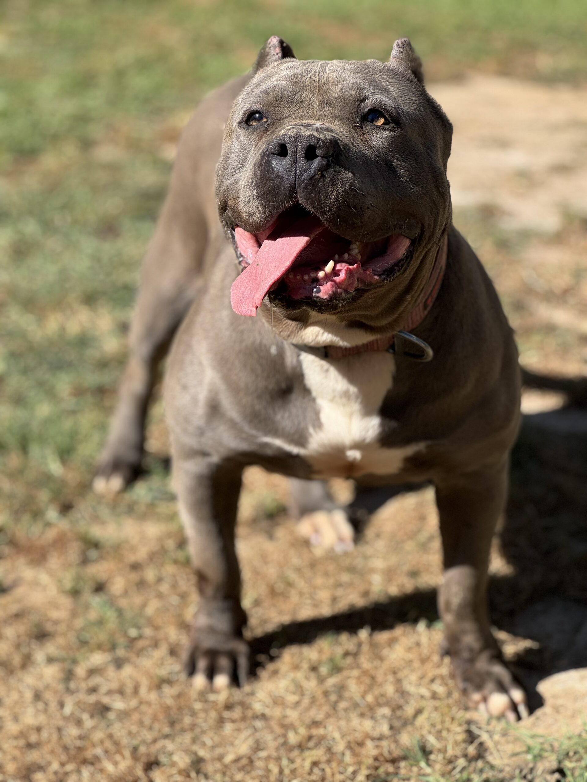 Dog Featured Image