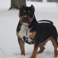Dog Featured Image