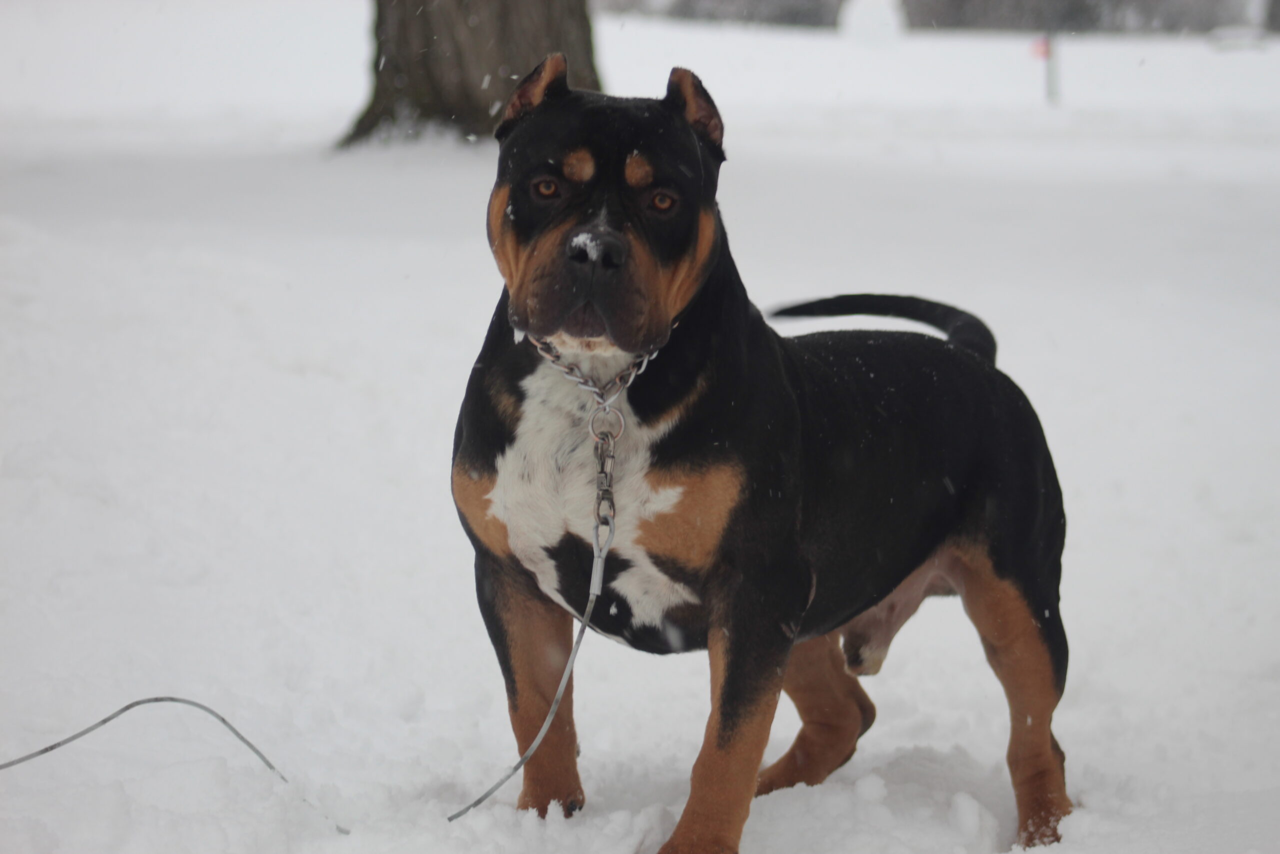 Dog Featured Image