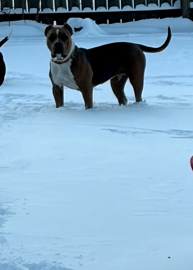 Dog Featured Image