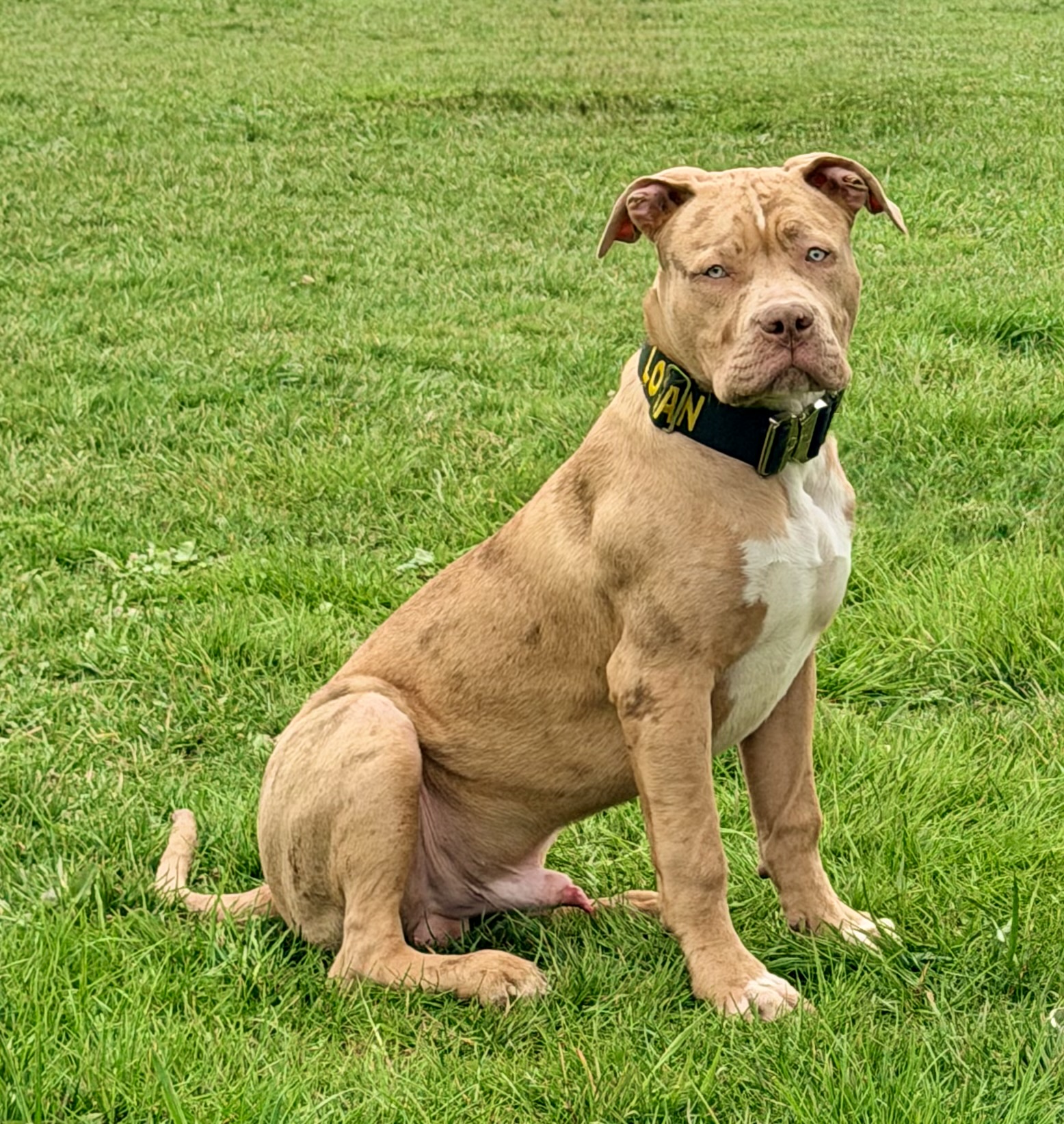 Dog Featured Image