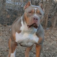 Eternal Pride Bullies Cyber