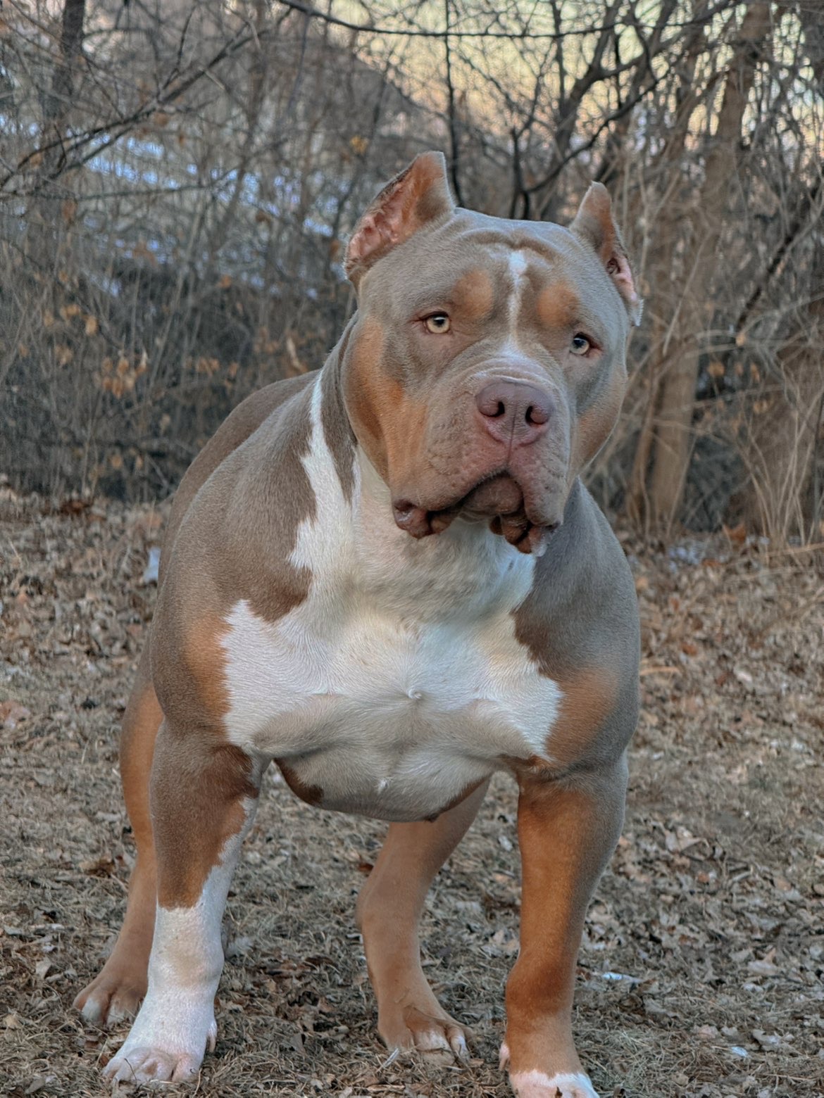 Dog Featured Image