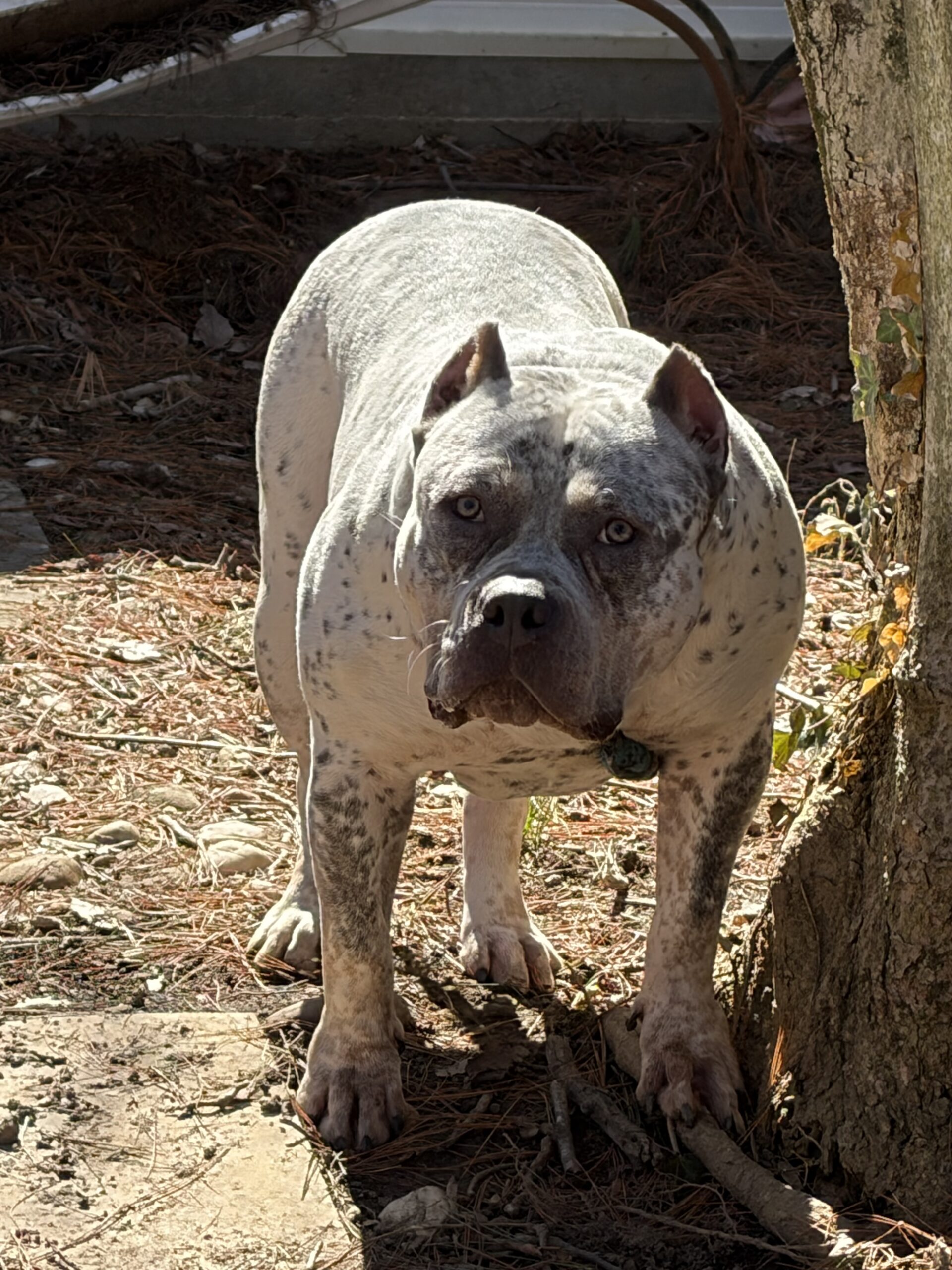 Dog Featured Image