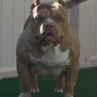 Trooper Bullies Bowers