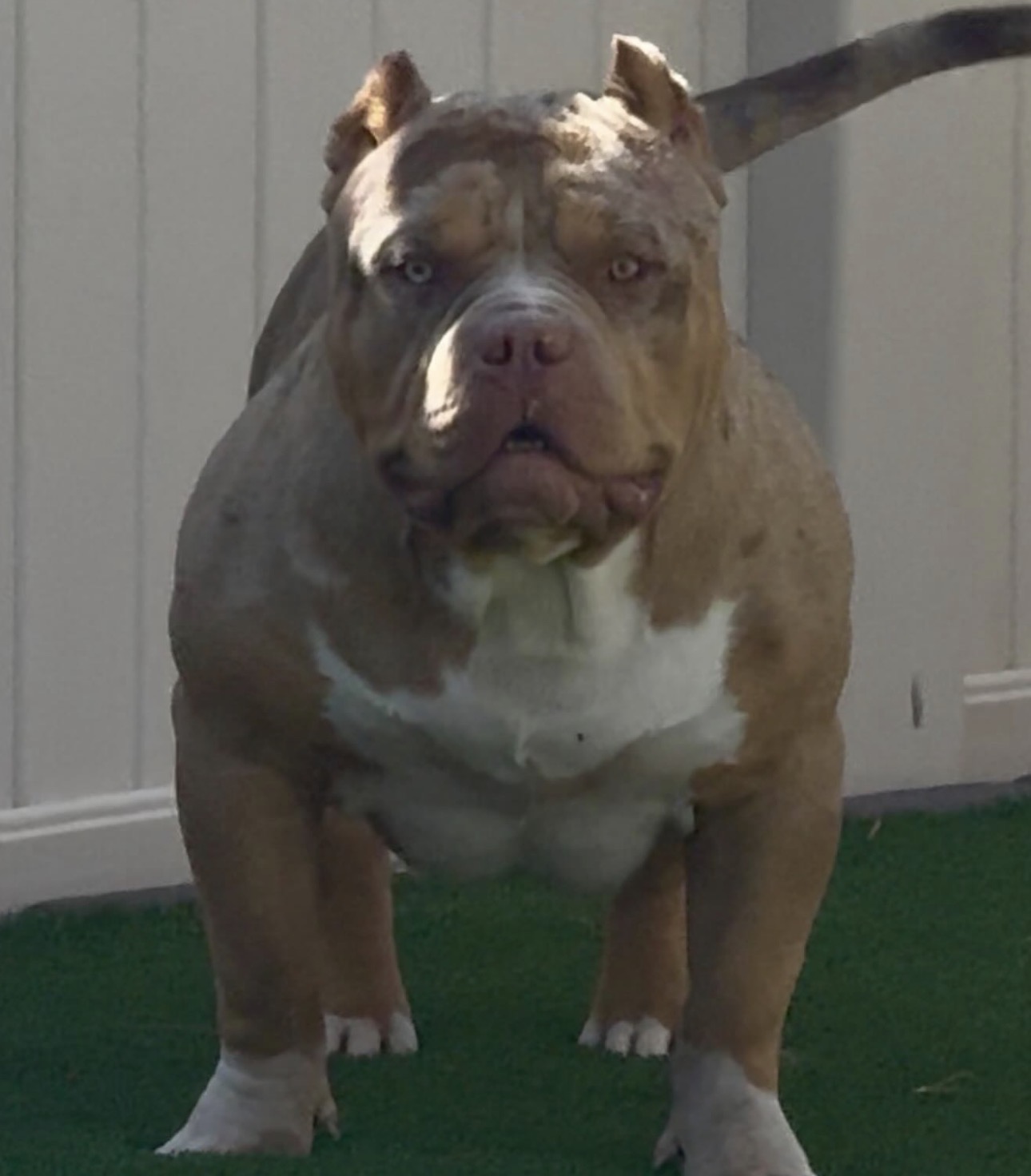 Dog Featured Image