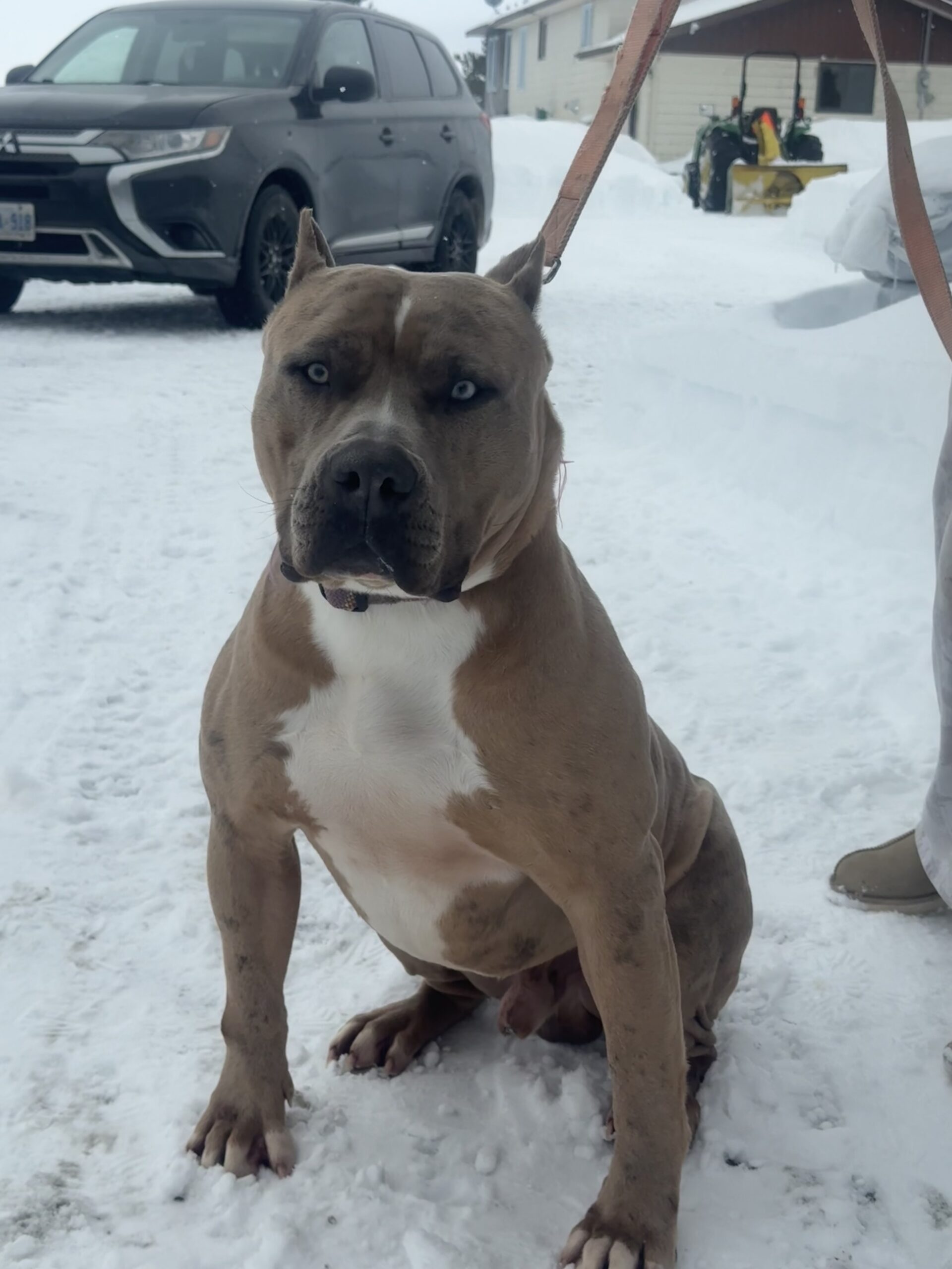 Dog Featured Image