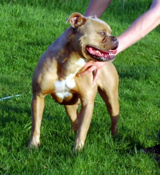 Dog Featured Image