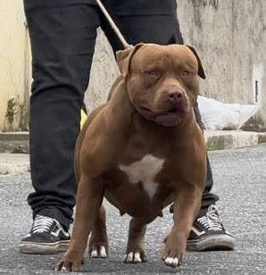 Dog Featured Image