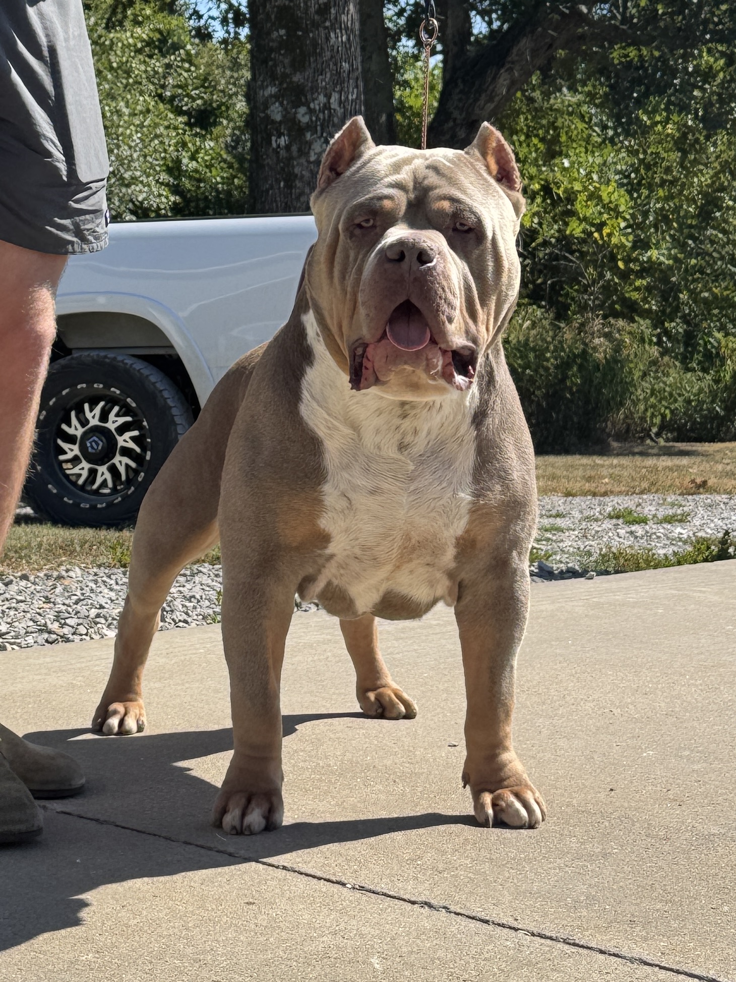 Dog Featured Image