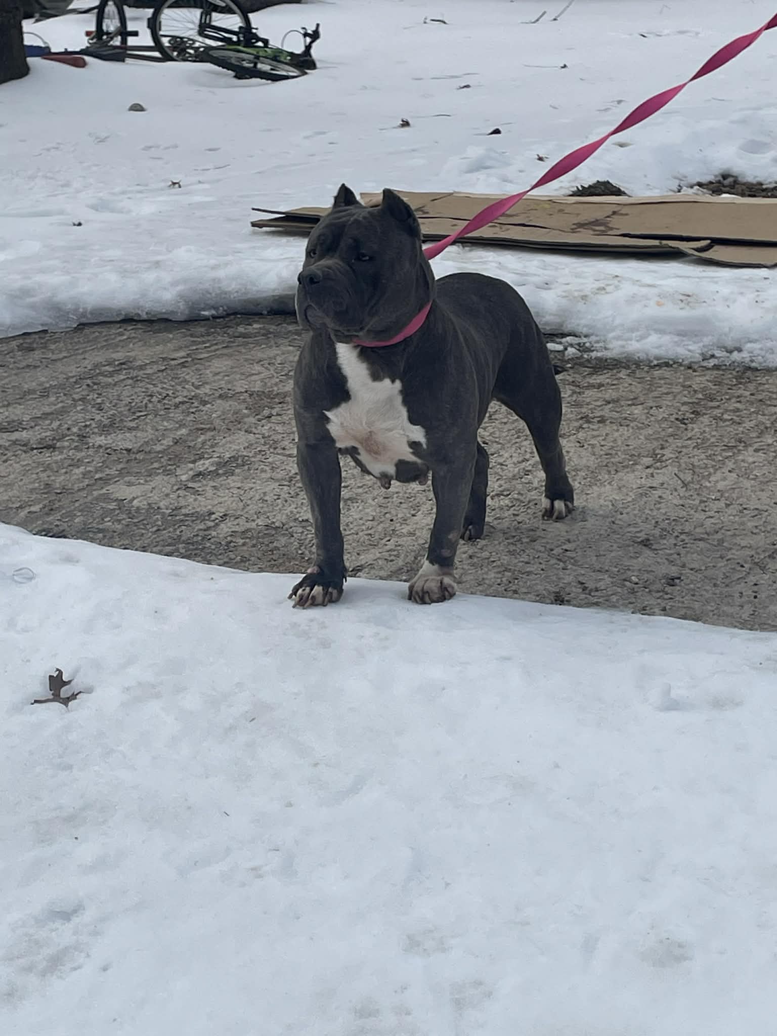 Dog Featured Image