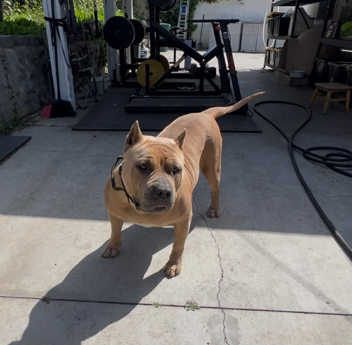 Dog Featured Image