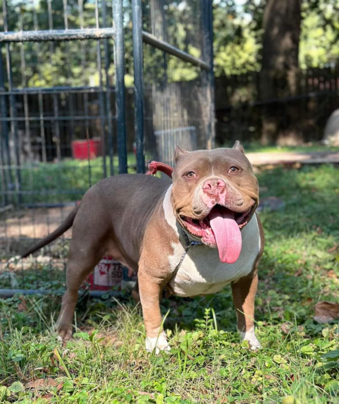 Dog Featured Image