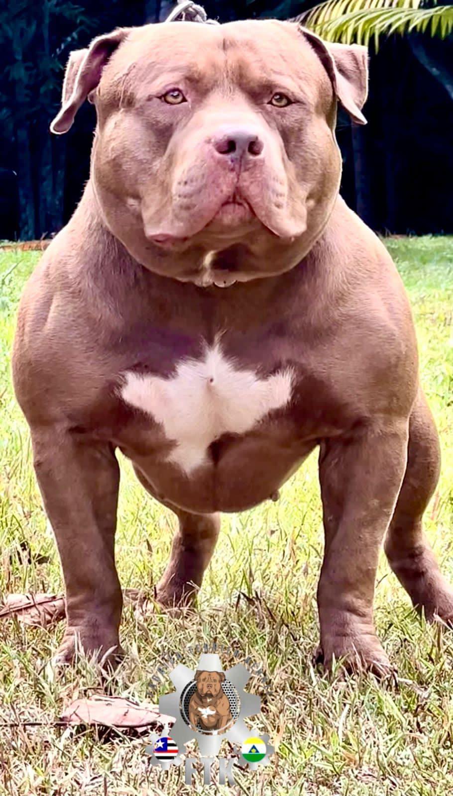 Dog Featured Image