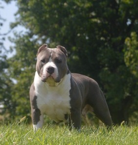 Dog Featured Image