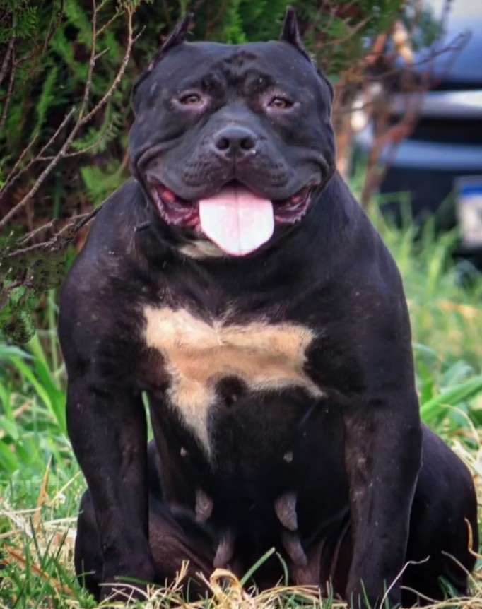 Dog Featured Image