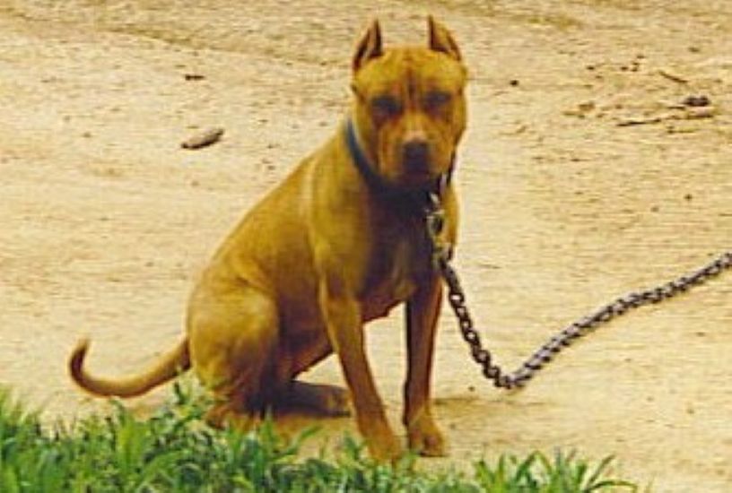 Dog Featured Image