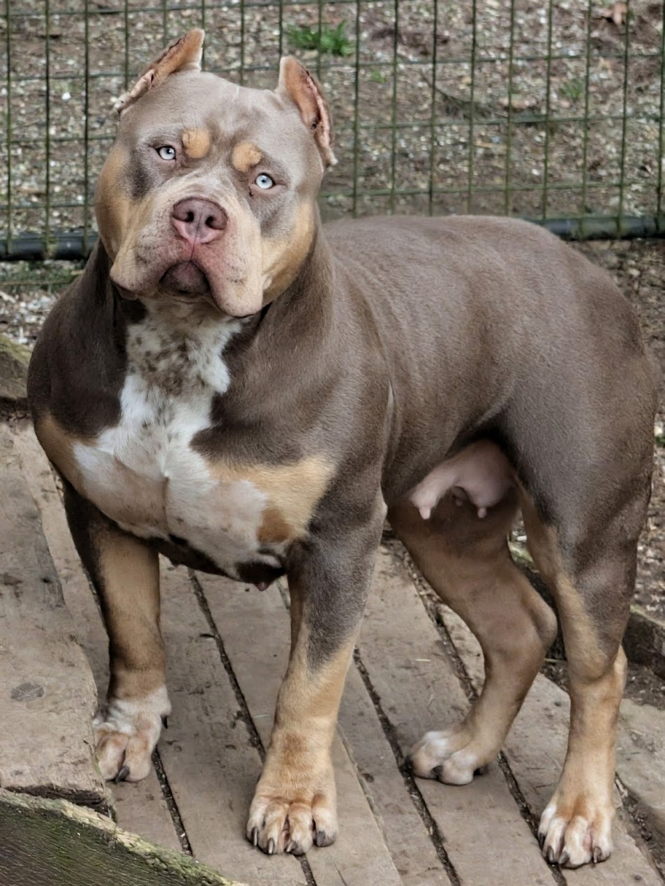 Dog Featured Image