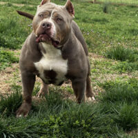 Culture Kennels Piper