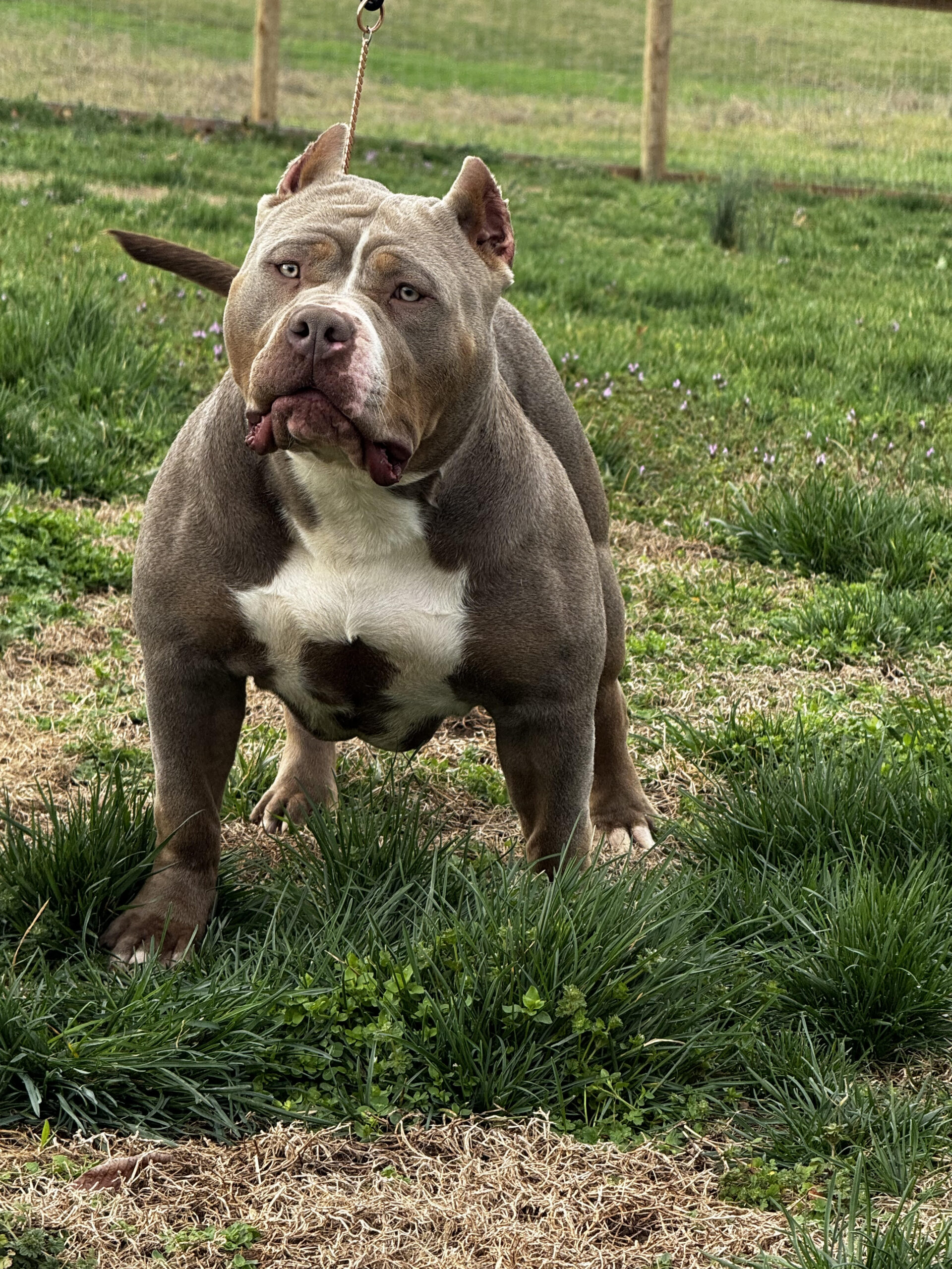 Dog Featured Image