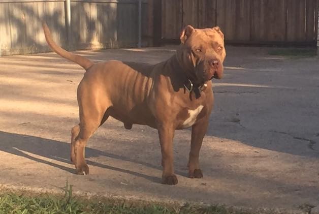 Dog Featured Image