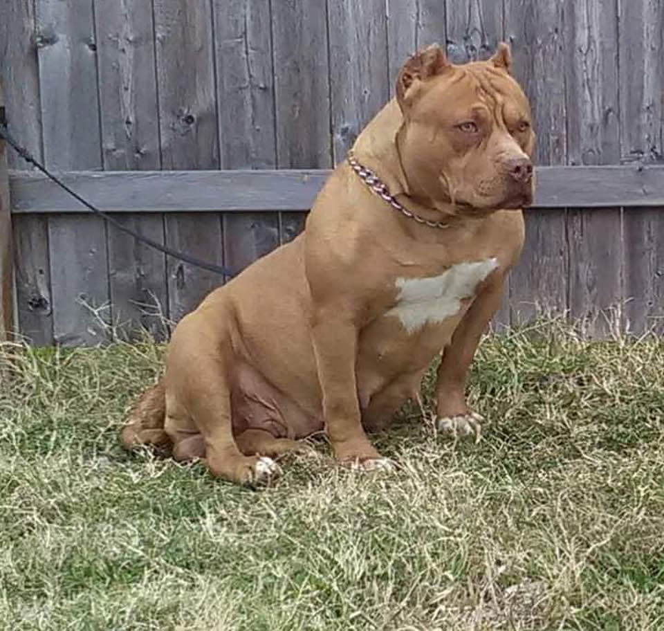 Dog Featured Image