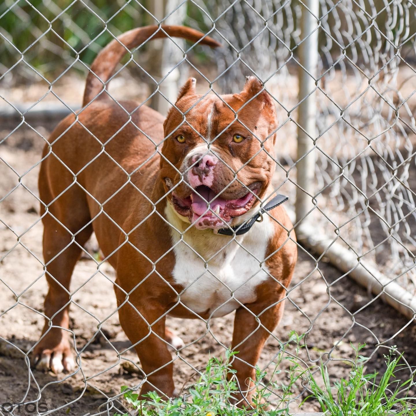 Dog Featured Image