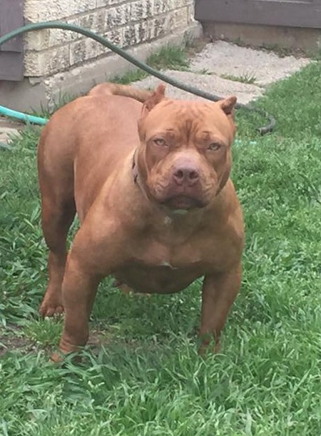 Dog Featured Image