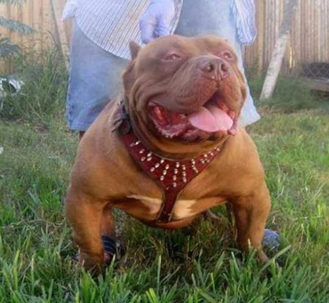 Dog Featured Image