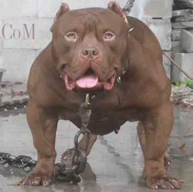 Dog Featured Image
